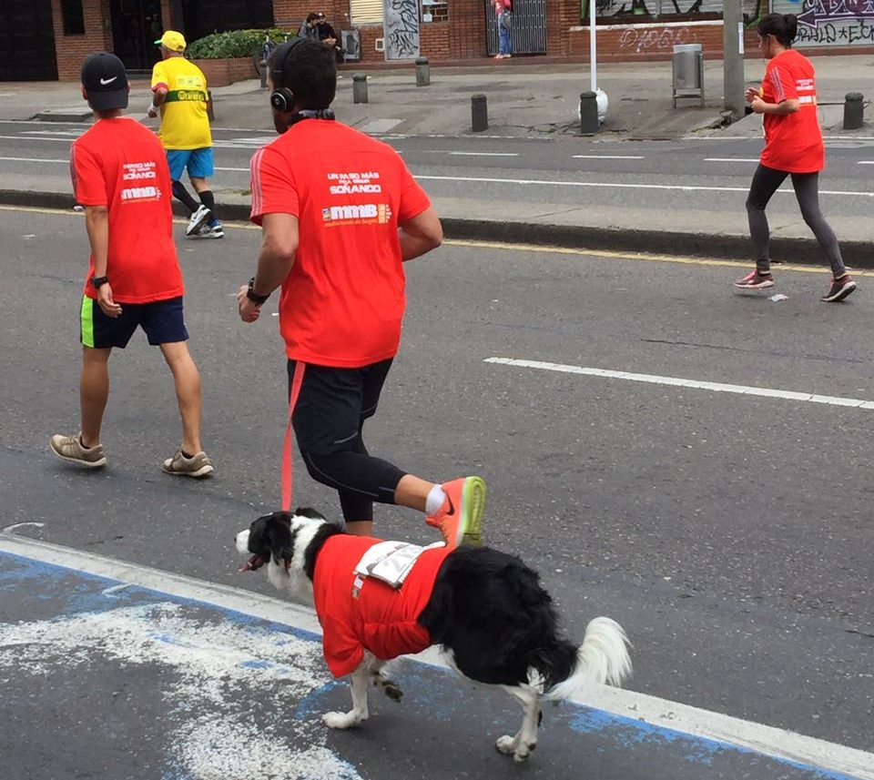 Media Maratón de Bogotá, Bogotá Half Marathon