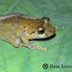 Pristimantis viejas. Photo: John Jairo Sarria